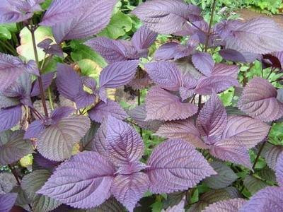 Cây tía tô đuổi muỗi hiệu quả và chữa được nhiều bệnh thông thường. Ảnh: vietq.vn Cây tía tô đuổi muỗi hiệu quả và chữa được nhiều bệnh thông thường. Ảnh: vietq.vn