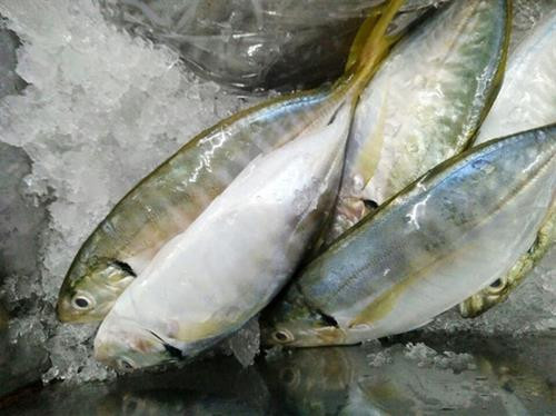 Khám phá về loài cá ngân có nhiều ở vịnh Bắc Bộ ảnh 6