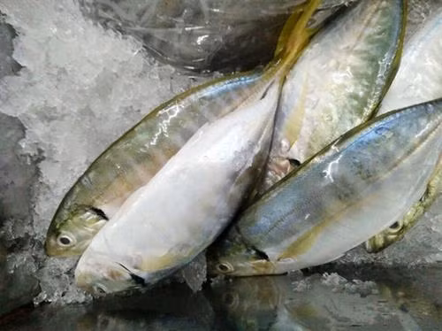 Khám phá về loài cá ngân có nhiều ở vịnh Bắc Bộ ảnh 6