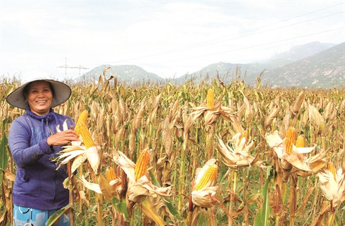 Ngô lai sau khi chuyển đổi cơ cấu cây trồng đã cho thu hoạch