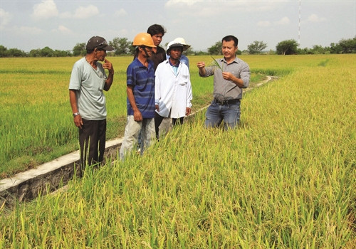 Cán bộ khuyến nông hướng dẫn đồng bào phương pháp trồng lúa tiết kiệm nước