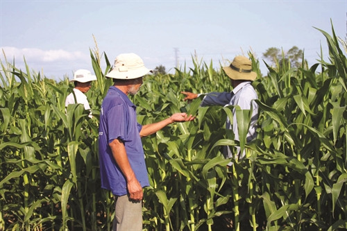 Để đối phó với hạn hán, người dân ở huyện Thuận Bắc đã chủ động chuyển sang trồng ngô lai