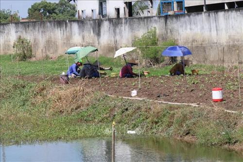 Tiền Giang: Nông dân ven biển Gò Công chuyển đổi cây trồng những địa bàn khó khăn trong mùa khô hạn gay gắt. Ảnh : Nguyễn Minh Trí - TTXVN Tiền Giang: Nông dân ven biển Gò Công chuyển đổi cây trồng những địa bàn khó khăn trong mùa khô hạn gay gắt. Ảnh : Nguyễn Minh Trí - TTXVN