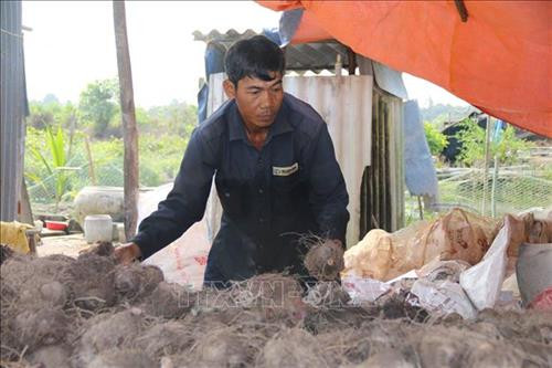 Anh Bùi Văn Lượm ở Tiền Giang thu hoạch khoai mỡ. Ảnh: Minh Trí - TTXVN