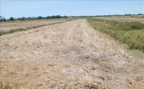 Thiếu nước sản xuất nhiều diện tích đất trồng lúa bị bỏ hoang. Ảnh: Thanh Thủy-TTXVN Thiếu nước sản xuất nhiều diện tích đất trồng lúa bị bỏ hoang. Ảnh: Thanh Thủy-TTXVN