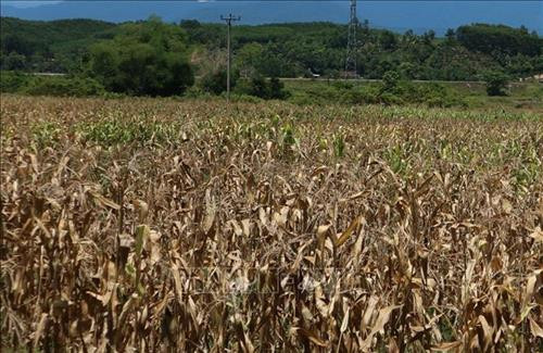 Gần một tháng qua, tại Hà Tĩnh nắng nóng đạt kỷ lục trên 43 độ C khiến nguồn nước sản xuất, sinh hoạt của người dân khô cạn, cây cối héo mòn. Ảnh: TTXVN Gần một tháng qua, tại Hà Tĩnh nắng nóng đạt kỷ lục trên 43 độ C khiến nguồn nước sản xuất, sinh hoạt của người dân khô cạn, cây cối héo mòn. Ảnh: TTXVN