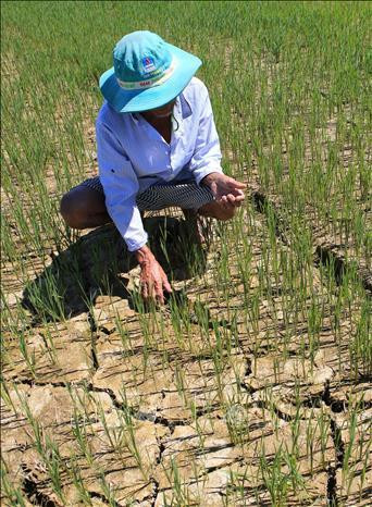 Nắng nóng kéo dài gần 1 tháng qua đã làm cho gần 1.500 ha lúa ở tỉnh Thừa Thiên-Huế bị khô hạn, nặng nhất là ở các huyện A Lưới, Phú Lộc, Phong Điền, trong đó có 1/3 số hồ chứa đang ở mực nước chết. Ảnh: TTXVN Nắng nóng kéo dài gần 1 tháng qua đã làm cho gần 1.500 ha lúa ở tỉnh Thừa Thiên-Huế bị khô hạn, nặng nhất là ở các huyện A Lưới, Phú Lộc, Phong Điền, trong đó có 1/3 số hồ chứa đang ở mực nước chết. Ảnh: TTXVN