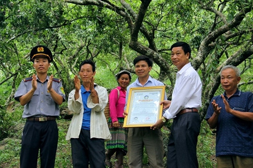 Mận hậu giúp người Mộc Châu thoát nghèo ảnh 6