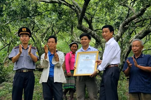 Mận hậu giúp người Mộc Châu thoát nghèo ảnh 6