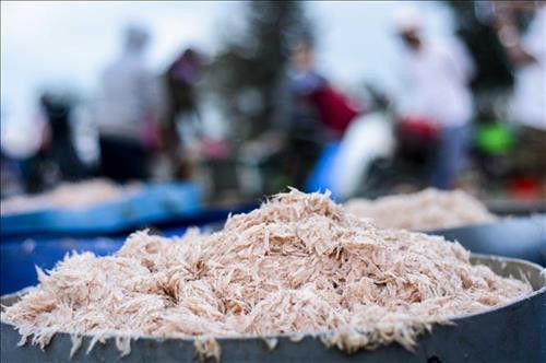 Ruốc biển tươi. Ảnh: Văn Dũng - TTXVN