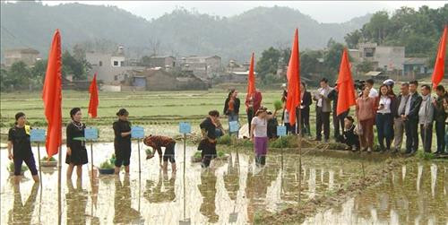 Phần thi cấy lúa tại Lễ hội Lồng Tồng. Ảnh: Nguyễn Chiến - TTXVN Phần thi cấy lúa tại Lễ hội Lồng Tồng. Ảnh: Nguyễn Chiến - TTXVN