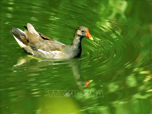 Chim trích ré tại vườn chim. Ảnh: Kim Há - TTXVN Chim trích ré tại vườn chim. Ảnh: Kim Há - TTXVN