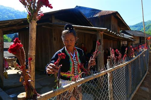 Hoa bạt loong (hay còn gọi là hoa mào gà) được cắm xung quanh nhà thầy cúng trong dịp Tết hoa. Ảnh: Phan Tuấn Anh - TTXVN Hoa bạt loong (hay còn gọi là hoa mào gà) được cắm xung quanh nhà thầy cúng trong dịp Tết hoa. Ảnh: Phan Tuấn Anh - TTXVN