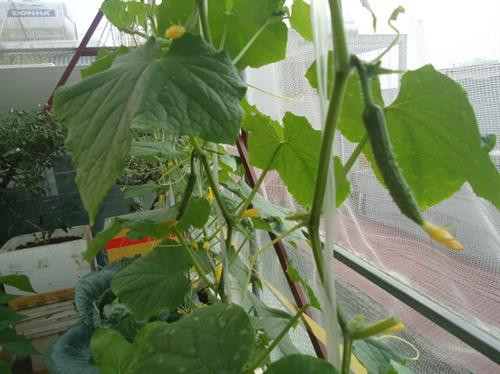 Cần tưới nước, chăm bón cho dưa leo đúng cách