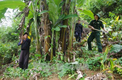 Chăm sóc chuối cùng đồng bào. Ảnh : Việt Hoàng - TTXVN Chăm sóc chuối cùng đồng bào. Ảnh : Việt Hoàng - TTXVN