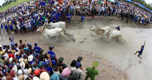 Trước cuộc thi, bò được tập trung ở bãi đất trống chờ xuất phát. Mỗi lượt đua có 2 đôi bò tham gia và thực hiện 2 vòng. Nếu đôi bò nào chạy ra ngoài coi là thua cuộc. Mỗi lượt đua có 2 đôi bò tham gia và thực hiện 2 vòng Vòng 1 gọi là vòng hô, với những cú nuớc rút ngoạn mục. Vòng đua thứ 2 là vòng thả, là vòng đua cực kỳ hấp dẫn, đặc biệt là 100 m cuối. Vòng đua thứ 2 là vòng thả, là vòng đua cực kỳ hấp dẫn, đặc biệt là 100 m cuối. Vòng đua thứ 2 là vòng thả, là vòng đua cực kỳ hấp dẫn, đặc biệt là 100 m cuối. Kết thúc cuộc đua, ban tổ chức trao phần thưởng cho đôi bò đoạt chức vô địch và cả phần thưởng cho người “Tài xế xuất sắc nhất giải”. Vòng đua thứ 2 là vòng thả, là vòng đua cực kỳ hấp dẫn, đặc biệt là 100 m cuối. Trước cuộc thi, bò được tập trung ở bãi đất trống chờ xuất phát. Mỗi lượt đua có 2 đôi bò tham gia và thực hiện 2 vòng. Nếu đôi bò nào chạy ra ngoài coi là thua cuộc. Mỗi lượt đua có 2 đôi bò tham gia và thực hiện 2 vòng Vòng 1 gọi là vòng hô, với những cú nuớc rút ngoạn mục. Vòng đua thứ 2 là vòng thả, là vòng đua cực kỳ hấp dẫn, đặc biệt là 100 m cuối. Vòng đua thứ 2 là vòng thả, là vòng đua cực kỳ hấp dẫn, đặc biệt là 100 m cuối. Vòng đua thứ 2 là vòng thả, là vòng đua cực kỳ hấp dẫn, đặc biệt là 100 m cuối. Kết thúc cuộc đua, ban tổ chức trao phần thưởng cho đôi bò đoạt chức vô địch và cả phần thưởng cho người “Tài xế xuất sắc nhất giải”. Vòng đua thứ 2 là vòng thả, là vòng đua cực kỳ hấp dẫn, đặc biệt là 100 m cuối.