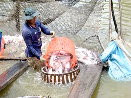 Cần Thơ: Giữ vững sản lượng, nâng cao chất lượng nông sản ảnh 1