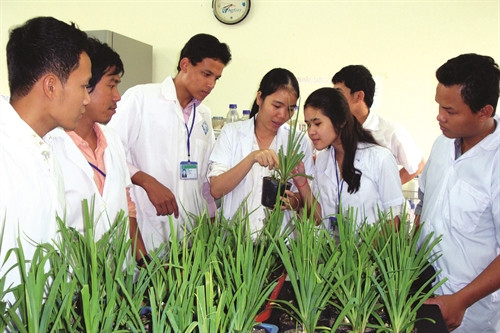 Sinh viên khoa Nông nghiệp trường Đại học Cần Thơ (hệ cử tuyển) trao đổi kinh nghiệm trong giờ thực hành. Ảnh: TTXVN