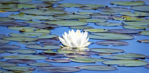 Loài hoa biểu tượng của các nước trên thế giới ảnh 5