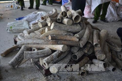 Phát hiện gần 1 tấn ngà voi châu Phi giấu trong gỗ tại cảng Cát Lái (Tp. Hồ Chí Minh) ảnh 2 Phát hiện gần 1 tấn ngà voi châu Phi giấu trong gỗ tại cảng Cát Lái (Tp. Hồ Chí Minh) ảnh 2
