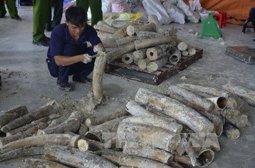 Phát hiện gần 1 tấn ngà voi châu Phi giấu trong gỗ tại cảng Cát Lái (Tp. Hồ Chí Minh) ảnh 3 Phát hiện gần 1 tấn ngà voi châu Phi giấu trong gỗ tại cảng Cát Lái (Tp. Hồ Chí Minh) ảnh 3