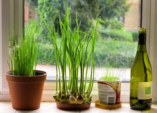 Cách đuổi muỗi bằng tỏi cực kì đơn giản mà hiệu quả ảnh 2