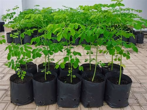 Chùm ngây là loài cây có tác dụng vô cùng tốt đối với sức khỏe. Ảnh: hatgiongf1.com