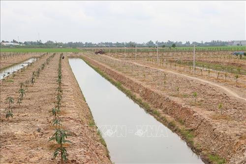 Khu ruộng trồng lúa kém hiệu quả nay đã được chuyển đổi sang trồng xoài và mít của các hộ nông dân xã tân Mỹ, huyện Thanh Bình (Đồng Tháp). Ảnh: Nguyễn Văn Trí – TTXVN Khu ruộng trồng lúa kém hiệu quả nay đã được chuyển đổi sang trồng xoài và mít của các hộ nông dân xã tân Mỹ, huyện Thanh Bình (Đồng Tháp). Ảnh: Nguyễn Văn Trí – TTXVN