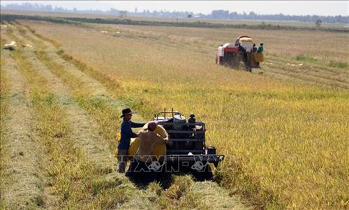 Thu hoạch lúa Hè Thu 2018 ở xã Vĩnh Điều, huyện Giang Thành. Ảnh: Lê Huy Hải - TTXVN Thu hoạch lúa Hè Thu 2018 ở xã Vĩnh Điều, huyện Giang Thành. Ảnh: Lê Huy Hải - TTXVN