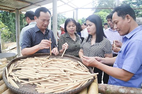 Ống hút từ cây lanh xanh được sản xuất ở thôn Chênh Vênh, xã Hướng Phùng, huyện Hướng Hóa. Ảnh: baoquangtri.vn Ống hút từ cây lanh xanh được sản xuất ở thôn Chênh Vênh, xã Hướng Phùng, huyện Hướng Hóa. Ảnh: baoquangtri.vn