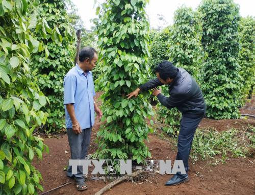 Nông dân xã Cư Pơng đã biết ứng dụng khoa học kỹ thuật vào sản xuất. Ảnh: Tuấn Anh – TTXVN Nông dân xã Cư Pơng đã biết ứng dụng khoa học kỹ thuật vào sản xuất. Ảnh: Tuấn Anh – TTXVN