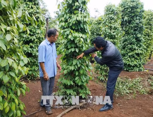 Nông dân xã Cư Pơng đã biết ứng dụng khoa học kỹ thuật vào sản xuất. Ảnh: Tuấn Anh – TTXVN Nông dân xã Cư Pơng đã biết ứng dụng khoa học kỹ thuật vào sản xuất. Ảnh: Tuấn Anh – TTXVN