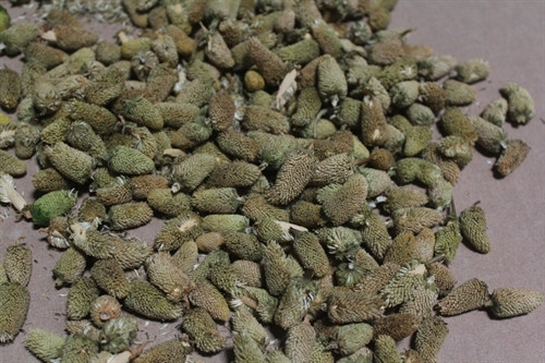 Bài thuốc hay từ cây cúc áo ảnh 3 Bài thuốc hay từ cây cúc áo ảnh 3