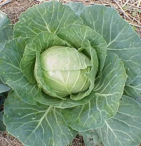 (Ảnh: Greengiantfresh)