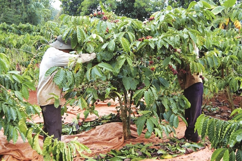 Từ khi áp dụng khoa học - kỹ thuật vào canh tác, năng suất cà phê của gia đình ông K'sớ tăng lên đáng kể