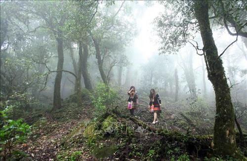 Đường lên đỉnh Tả Liên Sơn là khu rừng nguyên sinh với nhiều cây cổ thụ rêu phong. Ảnh: Quý Trung - TTXVN Những thảm thực vật bám lên cành cây vô cùng phong phú. Ảnh: Quý Trung - TTXVN Dưới những tán lá rừng xum xêu của khu rừng nguyên sinh là những tảng đá lớn được bao phủ bẳng thảm thực vật vô cùng phong phú với nhiều chủng loại khác nhau. Ảnh: Quý Trung - TTXVN Để khám phá và chinh phục đỉnh Tả Liên Sơn du khách phải đi bộ mất hơn 3 giờ đồng hồ với chặng đường gần 10km dưới những tán cây cổ thụ có hàng trăm năm tuổi. Ảnh: Quý Trung - TTXVN Thảm thực vật bao quanh những thân cây với đủ chủng loại và màu sắc đa dạng. Ảnh: Quý Trung - TTXVN Mây mù bao phủ khu rừng nguyên sinh Tả Liên Sơn tạo rao bức tranh huyền ảo. Ảnh: Quý Trung - TTXVN Dưới những tán lá rừng xum xêu của khu rừng nguyên sinh là những tảng đá lớn được bao phủ bẳng thảm thực vật vô cùng phong phú với màu sắc đa dạng. Ảnh: Quý Trung - TTXVN Với vẻ đẹp hùng vĩ của Tả Liên Sơn thu hút nhiều bạn trẻ tới khám phá. Ảnh: Quý Trung - TTXVN Với vẻ đẹp hùng vĩ của Tả Liên Sơn thu hút nhiều bạn trẻ tới khám phá. Ảnh: Quý Trung - TTXVN Mây mù bao phủ khu rừng nguyên sinh Tả Liên Sơn tạo rao bức tranh huyền ảo như trong truyện cổ tích. Ảnh: Quý Trung - TTXVN Dưới những tán lá rừng xum xêu của khu rừng nguyên sinh là những thảm thực vật vô cùng phong phú với màu sắc đa dạng. Ảnh: Quý Trung - TTXVN Đường lên đỉnh Tả Liên Sơn là khu rừng nguyên sinh với nhiều cây cổ thụ rêu phong. Ảnh: Quý Trung - TTXVN Những thảm thực vật bám lên cành cây vô cùng phong phú. Ảnh: Quý Trung - TTXVN Dưới những tán lá rừng xum xêu của khu rừng nguyên sinh là những tảng đá lớn được bao phủ bẳng thảm thực vật vô cùng phong phú với nhiều chủng loại khác nhau. Ảnh: Quý Trung - TTXVN Để khám phá và chinh phục đỉnh Tả Liên Sơn du khách phải đi bộ mất hơn 3 giờ đồng hồ với chặng đường gần 10km dưới những tán cây cổ thụ có hàng trăm năm tuổi. Ảnh: Quý Trung - TTXVN Thảm thực vật bao quanh những thân cây với đủ chủng loại và màu sắc đa dạng. Ảnh: Quý Trung - TTXVN Mây mù bao phủ khu rừng nguyên sinh Tả Liên Sơn tạo rao bức tranh huyền ảo. Ảnh: Quý Trung - TTXVN Dưới những tán lá rừng xum xêu của khu rừng nguyên sinh là những tảng đá lớn được bao phủ bẳng thảm thực vật vô cùng phong phú với màu sắc đa dạng. Ảnh: Quý Trung - TTXVN Với vẻ đẹp hùng vĩ của Tả Liên Sơn thu hút nhiều bạn trẻ tới khám phá. Ảnh: Quý Trung - TTXVN Với vẻ đẹp hùng vĩ của Tả Liên Sơn thu hút nhiều bạn trẻ tới khám phá. Ảnh: Quý Trung - TTXVN Mây mù bao phủ khu rừng nguyên sinh Tả Liên Sơn tạo rao bức tranh huyền ảo như trong truyện cổ tích. Ảnh: Quý Trung - TTXVN Dưới những tán lá rừng xum xêu của khu rừng nguyên sinh là những thảm thực vật vô cùng phong phú với màu sắc đa dạng. Ảnh: Quý Trung - TTXVN