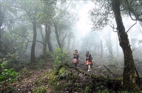 Đường lên đỉnh Tả Liên Sơn là khu rừng nguyên sinh với nhiều cây cổ thụ rêu phong. Ảnh: Quý Trung - TTXVN Những thảm thực vật bám lên cành cây vô cùng phong phú. Ảnh: Quý Trung - TTXVN Dưới những tán lá rừng xum xêu của khu rừng nguyên sinh là những tảng đá lớn được bao phủ bẳng thảm thực vật vô cùng phong phú với nhiều chủng loại khác nhau. Ảnh: Quý Trung - TTXVN Để khám phá và chinh phục đỉnh Tả Liên Sơn du khách phải đi bộ mất hơn 3 giờ đồng hồ với chặng đường gần 10km dưới những tán cây cổ thụ có hàng trăm năm tuổi. Ảnh: Quý Trung - TTXVN Thảm thực vật bao quanh những thân cây với đủ chủng loại và màu sắc đa dạng. Ảnh: Quý Trung - TTXVN Mây mù bao phủ khu rừng nguyên sinh Tả Liên Sơn tạo rao bức tranh huyền ảo. Ảnh: Quý Trung - TTXVN Dưới những tán lá rừng xum xêu của khu rừng nguyên sinh là những tảng đá lớn được bao phủ bẳng thảm thực vật vô cùng phong phú với màu sắc đa dạng. Ảnh: Quý Trung - TTXVN Với vẻ đẹp hùng vĩ của Tả Liên Sơn thu hút nhiều bạn trẻ tới khám phá. Ảnh: Quý Trung - TTXVN Với vẻ đẹp hùng vĩ của Tả Liên Sơn thu hút nhiều bạn trẻ tới khám phá. Ảnh: Quý Trung - TTXVN Mây mù bao phủ khu rừng nguyên sinh Tả Liên Sơn tạo rao bức tranh huyền ảo như trong truyện cổ tích. Ảnh: Quý Trung - TTXVN Dưới những tán lá rừng xum xêu của khu rừng nguyên sinh là những thảm thực vật vô cùng phong phú với màu sắc đa dạng. Ảnh: Quý Trung - TTXVN