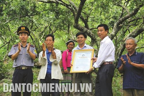 Cấp Giấy chứng nhận VietGAP cho Tổ sản xuất mận Tiểu khu Pa Khen 1, thị trấn Nông trường Mộc Châu.