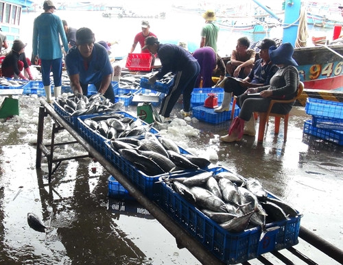 Chuyển cá ngừ sọc dưa đưa đi tiêu thụ.