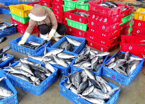 Phân loại cá ngừ sọc dưa.