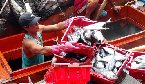 Đưa cá ngừ sọc dưa từ hầm bảo quản lên khoang tàu cá.