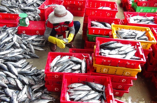 Phân loại cá ngừ sọc dưa.