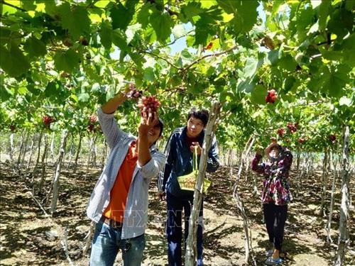 Nhiều nhà vườn ở Thái An, huyện Ninh Hải trồng nho kết hợp với làm du lịch trải nghiệm tham quan vườn nho. Ảnh: Công Thử - TTXVN Nhiều nhà vườn ở Thái An, huyện Ninh Hải trồng nho kết hợp với làm du lịch trải nghiệm tham quan vườn nho. Ảnh: Công Thử - TTXVN