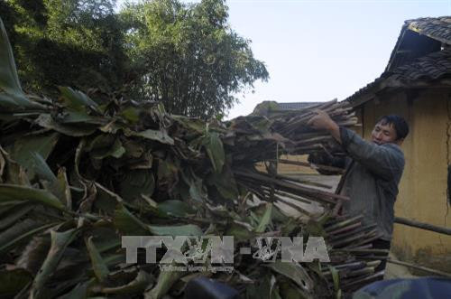 Dự trữ thức ăn cho gia súc để phòng chống đói rét trong mùa đông. Ảnh: Hương Thu - TTXVN