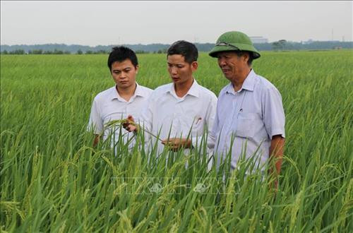 Cán bộ Phòng Nông nghiệp và Phát triển Nông thôn huyện Yên Phong kiểm tra đồng lúa nếp cái hoa vàng Yên Phụ. Ảnh: Đinh Văn Nhiều-TTXVN Cán bộ Phòng Nông nghiệp và Phát triển Nông thôn huyện Yên Phong kiểm tra đồng lúa nếp cái hoa vàng Yên Phụ. Ảnh: Đinh Văn Nhiều-TTXVN