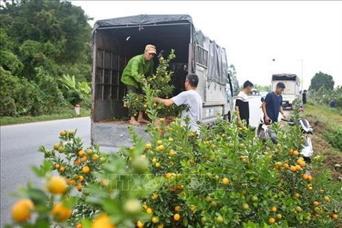 Quất, bưởi Văn Giang sẵn sàng cho Tết Nguyên đán Canh Tý 2020 ảnh 11 Quất, bưởi Văn Giang sẵn sàng cho Tết Nguyên đán Canh Tý 2020 ảnh 11