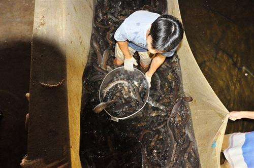 Sau 1 đến 2 năm nuôi cá chình sẽ thu lãi gấp 2 – 3 lần chi phí. Ảnh: khuyennong.vn Sau 1 đến 2 năm nuôi cá chình sẽ thu lãi gấp 2 – 3 lần chi phí. Ảnh: khuyennong.vn