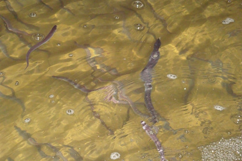 Ươm cá chình bông vàng trong bể xi măng Công ty Hoàng Thông