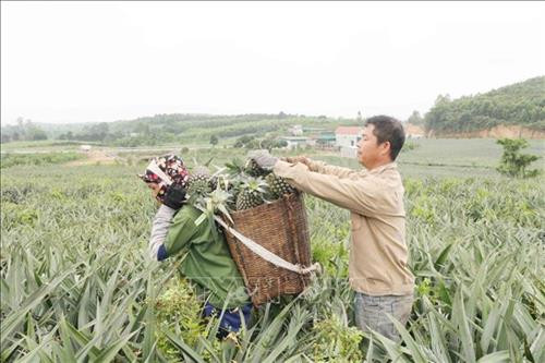 Nông dân nhiều xã huyện Quỳnh Lưu bước vào vụ thu hoạch dứa. Ảnh: Nguyễn Oanh-TTXVN Nông dân nhiều xã huyện Quỳnh Lưu bước vào vụ thu hoạch dứa. Ảnh: Nguyễn Oanh-TTXVN