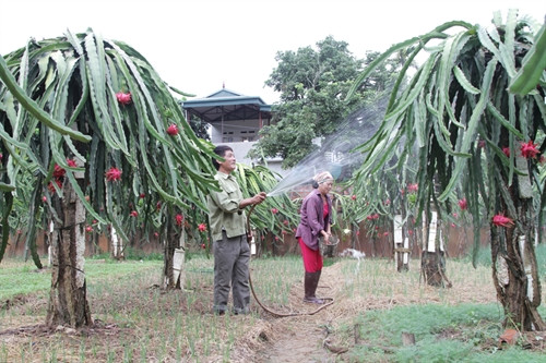 Gia đình ông bà Đặng Văn Sỹ, Nguyễn Thị Tươi ở thôn 7B, xã Pom Lót, huyện Điện Biên vay 30 triệu đồng hộ cận nghèo trồng 120 trụ thanh long ruột đỏ, cho thu nhập hàng trăm triệu đồng mỗi năm